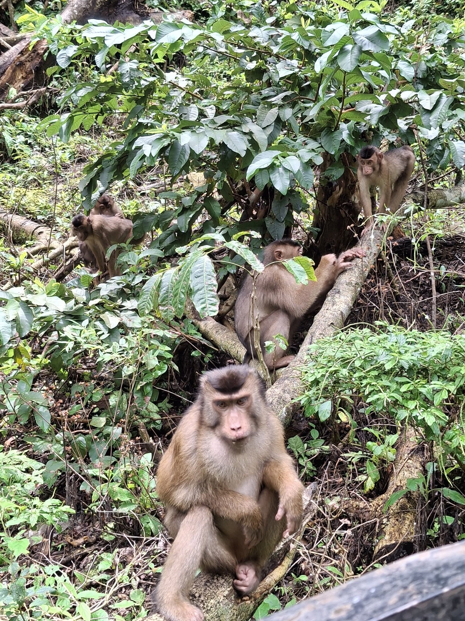 Beruk
